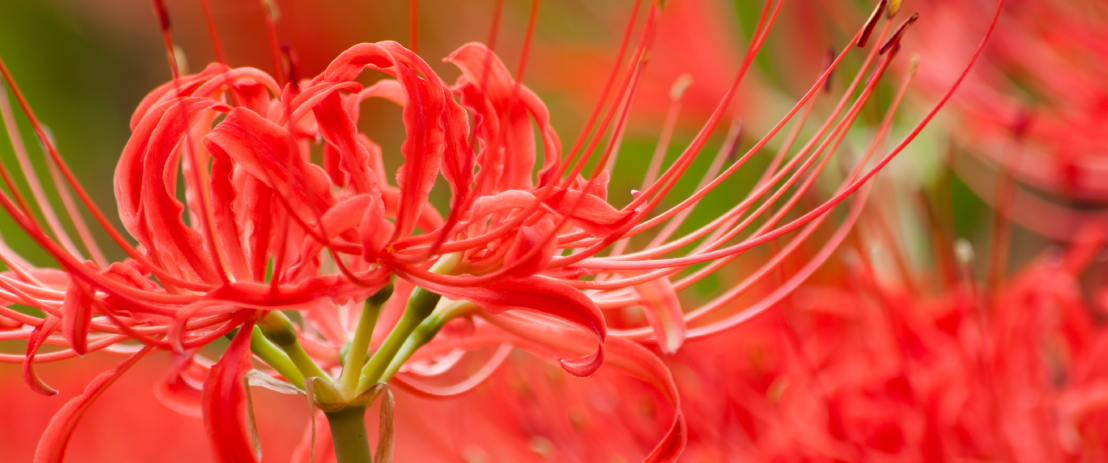 秋彼岸施餓鬼会